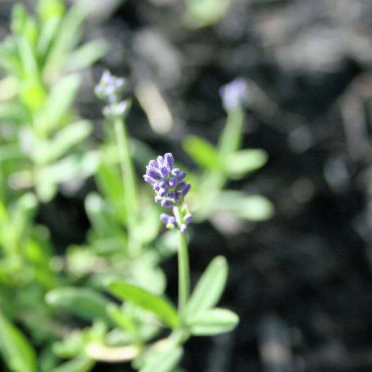 plant image 464785