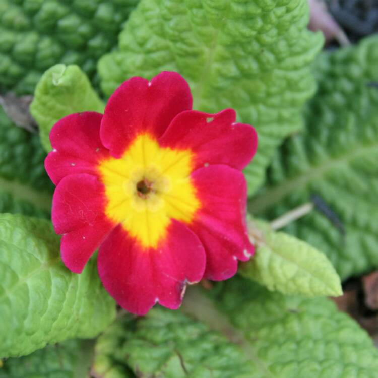 Plant image Primula Polyantha 'Stella' (F1 Mix)