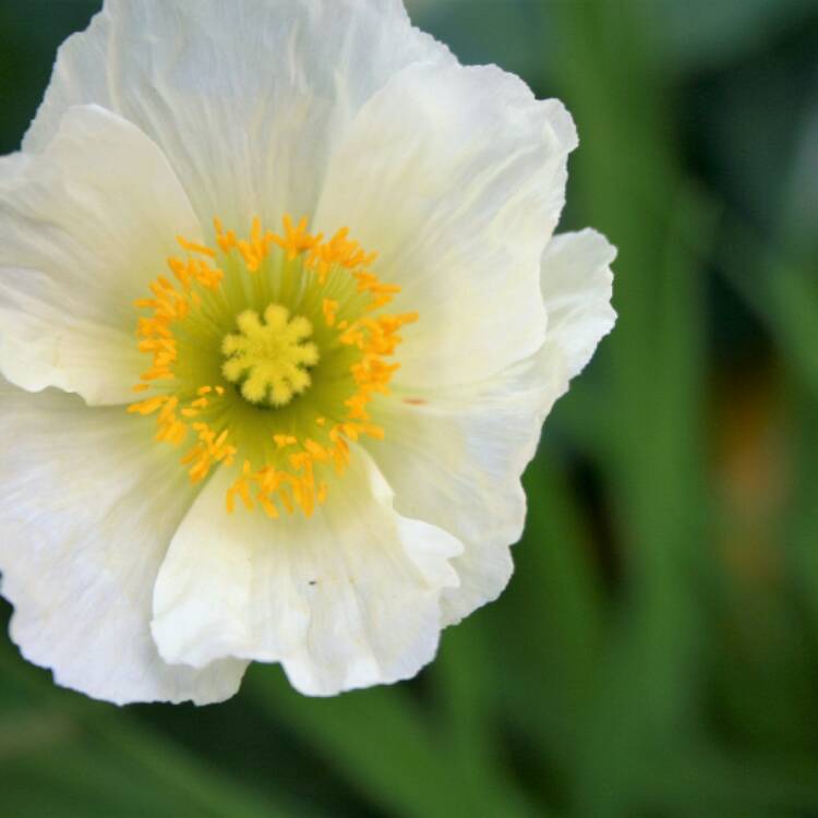 Plant image Papaver nudicaule 'Artist's Glory'