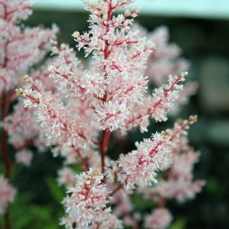 Plant image Astilbe x arendsii 'Look At Me'