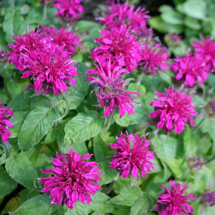 Plant image Monarda Didyma 'Balmy Purple'