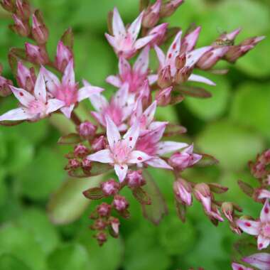 Sedum