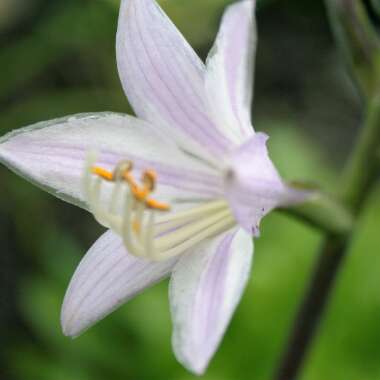 Plantain Lily