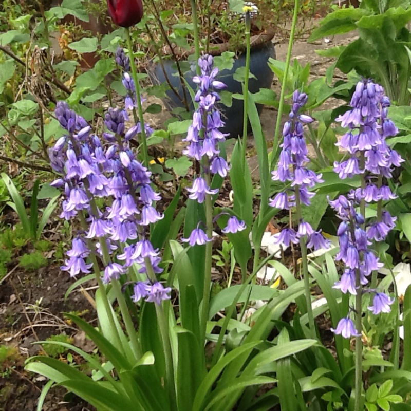 Spanish Bluebell