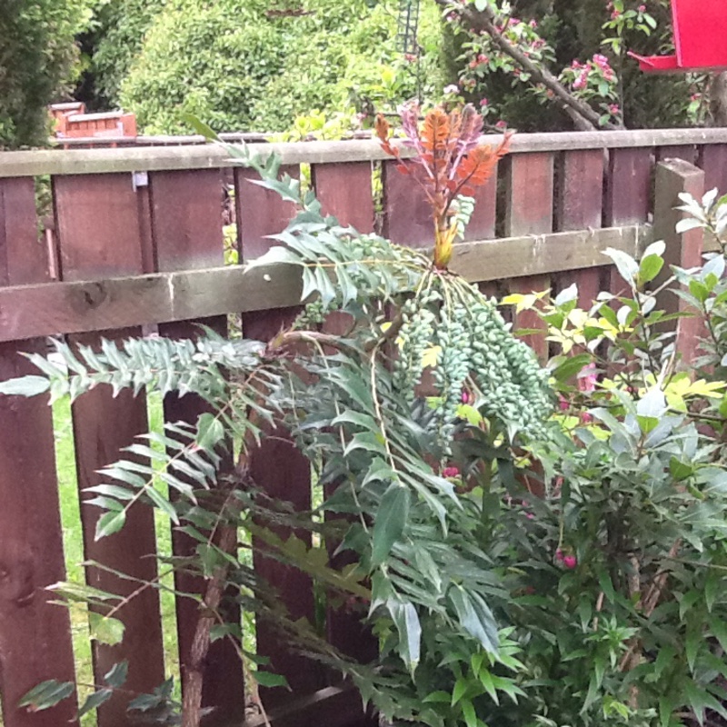 Oregon Grape