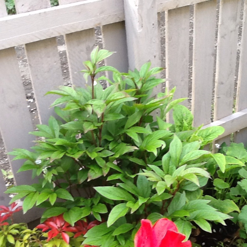 Peony 'Rubra Plena' (Herbaceous)