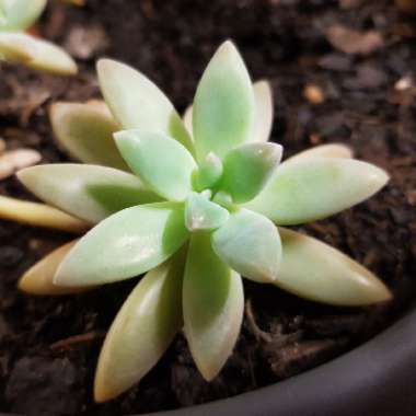 Graptosedum 'Francesco Baldi'