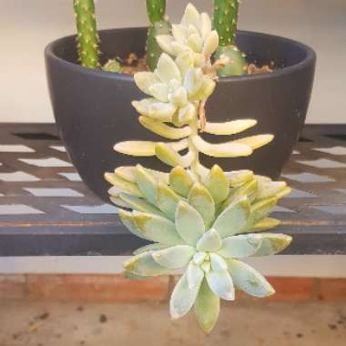 Graptosedum 'Francesco Baldi'