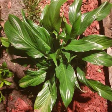 Spathiphyllum wallisii