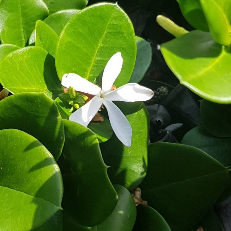 Plant image Jasminum 'Angulare'