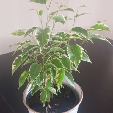 Ficus benjamina 'Golden King'