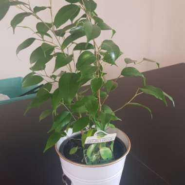 Ficus benjamina