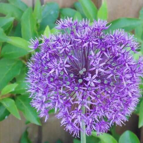 plant image 29519