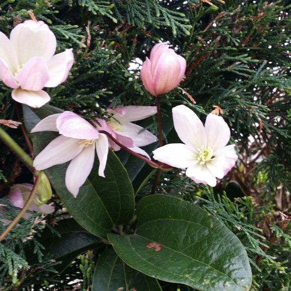 Clematis armandii 'Enham Star'