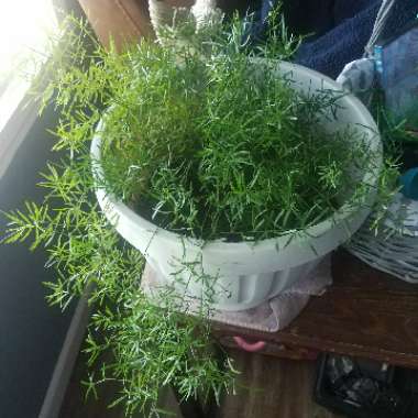 Sprenger Asparagus Fern