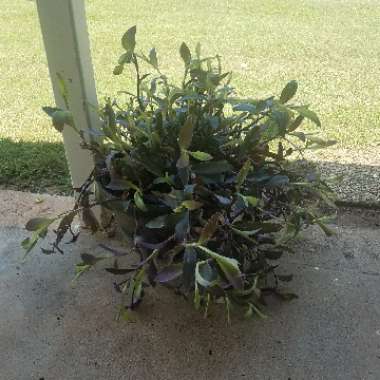 Purple-Heart Spiderwort 'Purpurea'