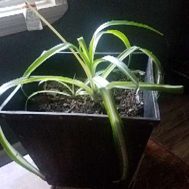 Spider Plant 'Vittatum'