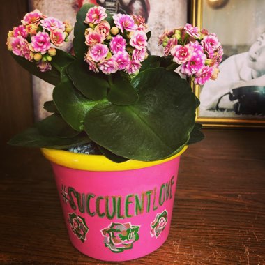 Kalanchoe 'Blossfeldiana'