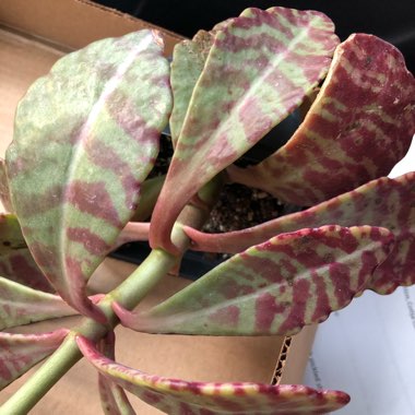 Kalanchoe 'Gremlin'