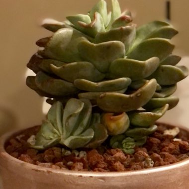 Pachyveria 'Orpet'