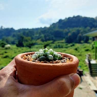 Haworthia Cooperi