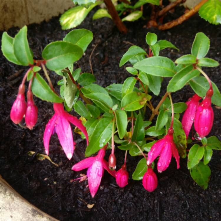 Plant image Fuchsia 'Tom Thumb'