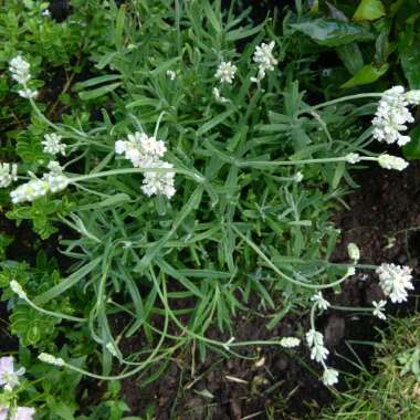 Lavender 'Nana Alba'