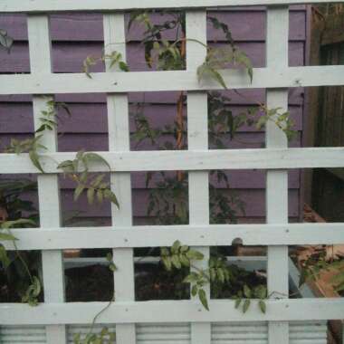 Many-flowered Jasmine