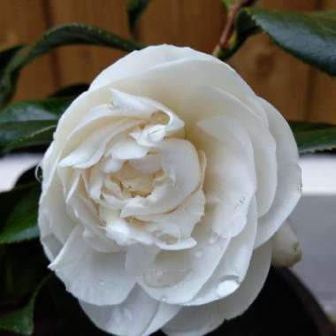 Camellia