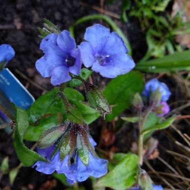 Lungwort 'Blue Ensign'