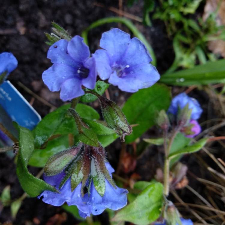 Plant image Pulmonaria 'Blue Ensign'