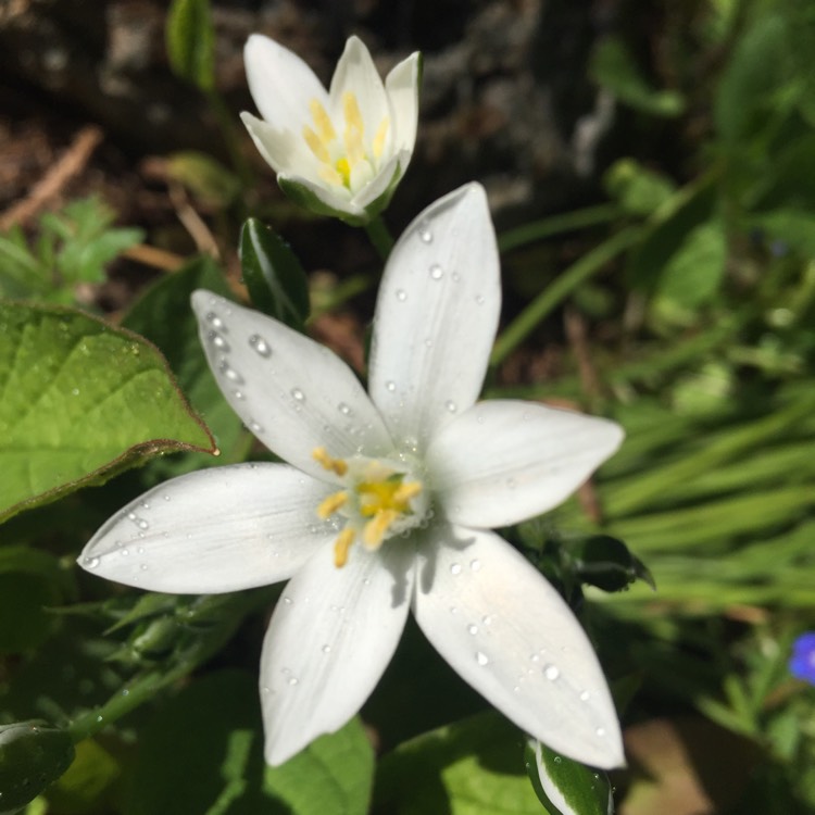 Plant image Ornithogalum nutans