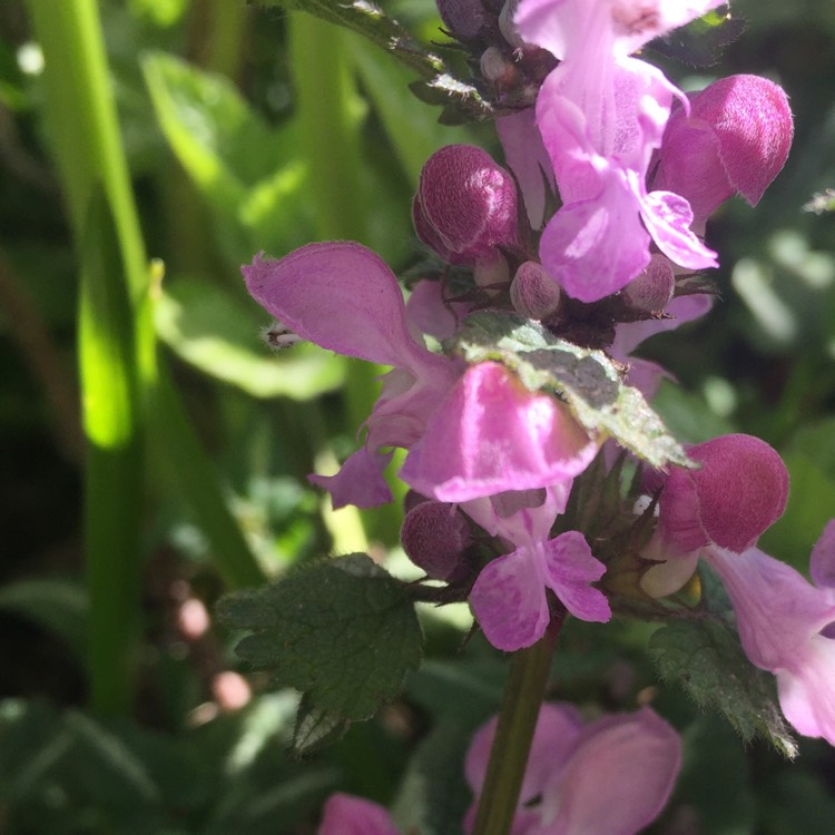 Plant image Antirrhinum 'Eternal'