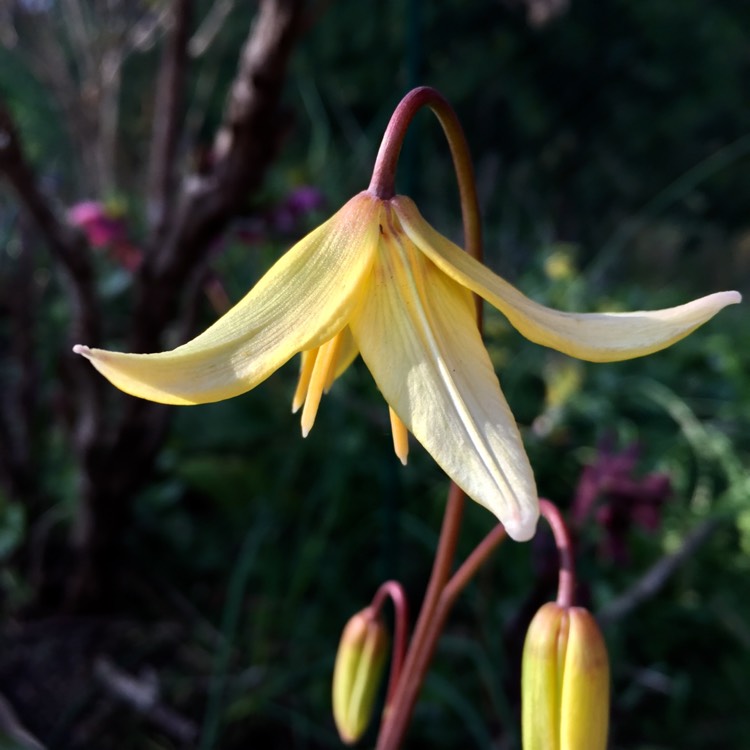 Plant image Erythronium americanum