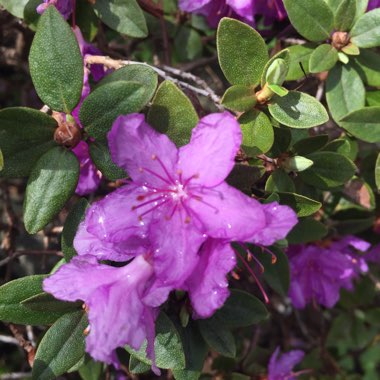 Azalea