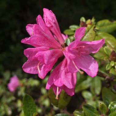 Azalea