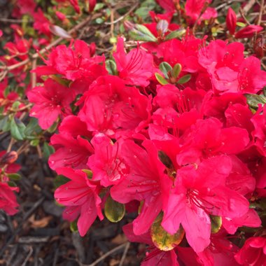 Azalea