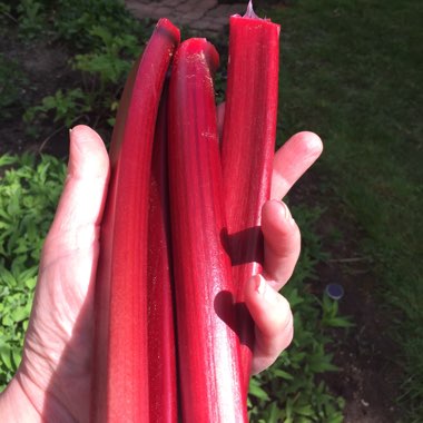 Rhubarb