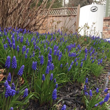 Grape Hyacinth