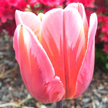 Tulip