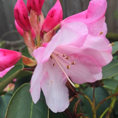 Rhododendron 'Percy Wiseman'