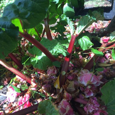 Rhubarb