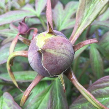 Yellow Delavay Peony