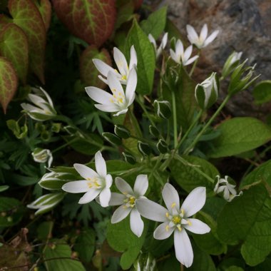 Star of Bethlehem