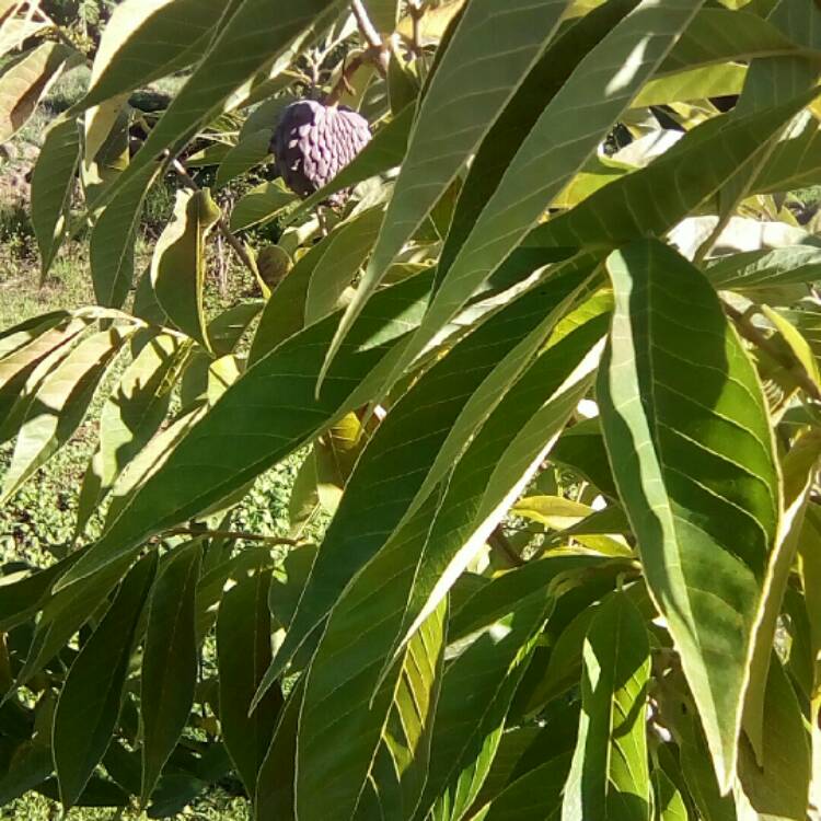 Plant image Annona Atemoya