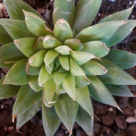 Plant image Haworthia Turgida