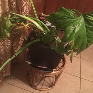 Tree Philodendron