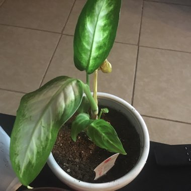 Dumb Cane 'Camille'