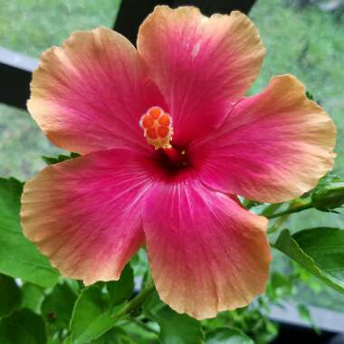 Hibiscus