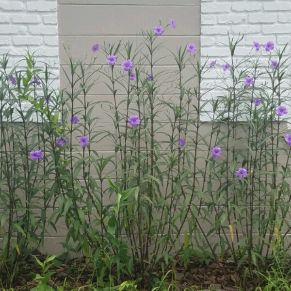 Plant image Ruellia brittoniana 'Purple Showers'